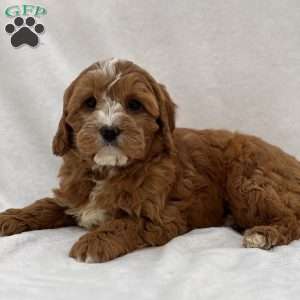 Eloise, Cavapoo Puppy