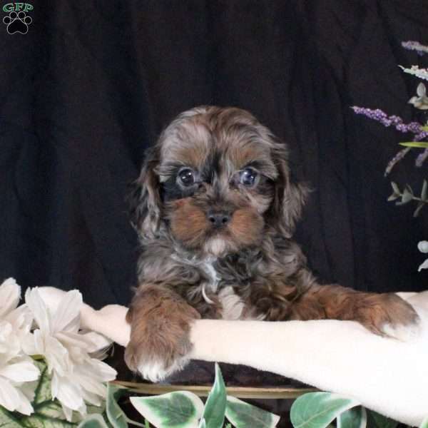 Emerson, Cavapoo Puppy