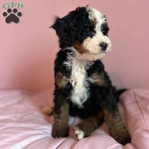 Emily, Mini Bernedoodle Puppy