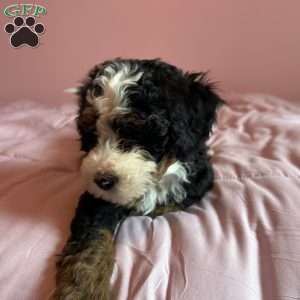 Emily, Mini Bernedoodle Puppy