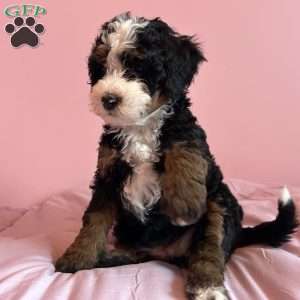 Emily, Mini Bernedoodle Puppy