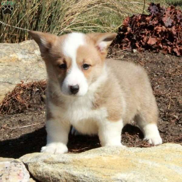 Emma, Pembroke Welsh Corgi Puppy