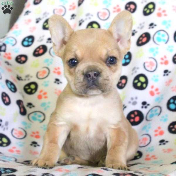 Emma, French Bulldog Puppy