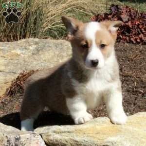 Emma, Pembroke Welsh Corgi Puppy