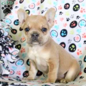 Emma, French Bulldog Puppy