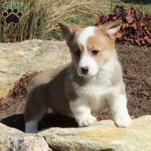 Emma, Pembroke Welsh Corgi Puppy