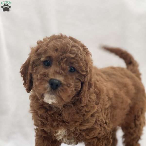 Enzo, Cavapoo Puppy