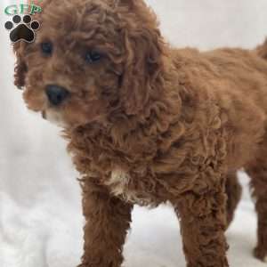 Enzo, Cavapoo Puppy