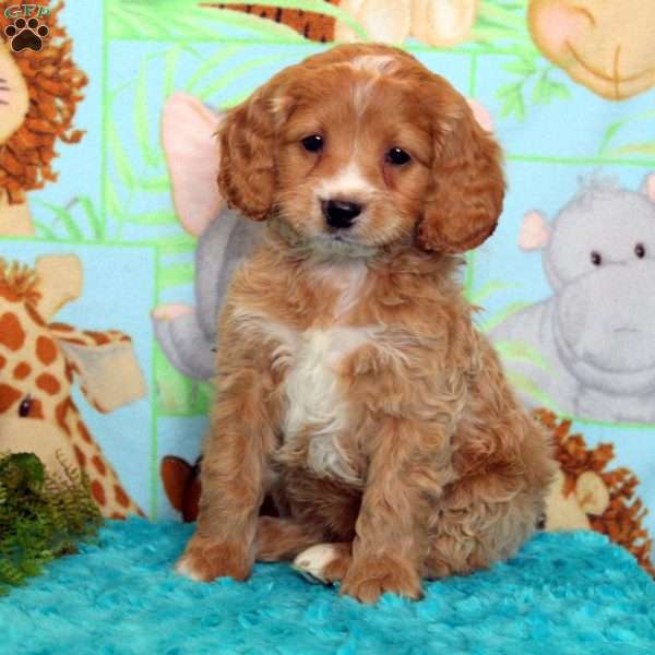 Eric, Cockapoo Puppy