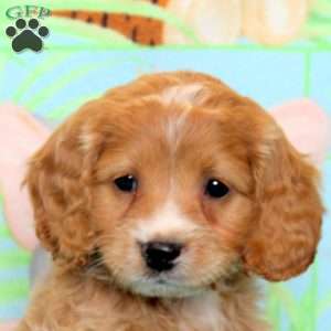 Eric, Cockapoo Puppy