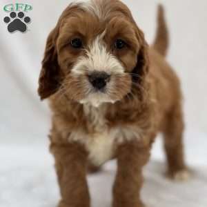 Eric, Cavapoo Puppy