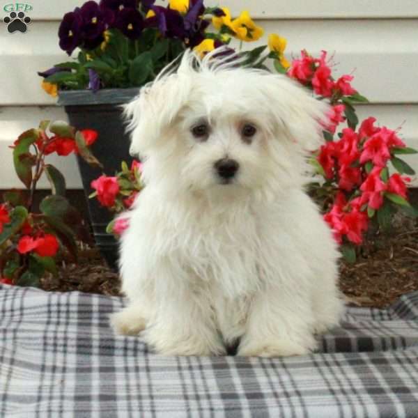 Ernie, Maltese Puppy