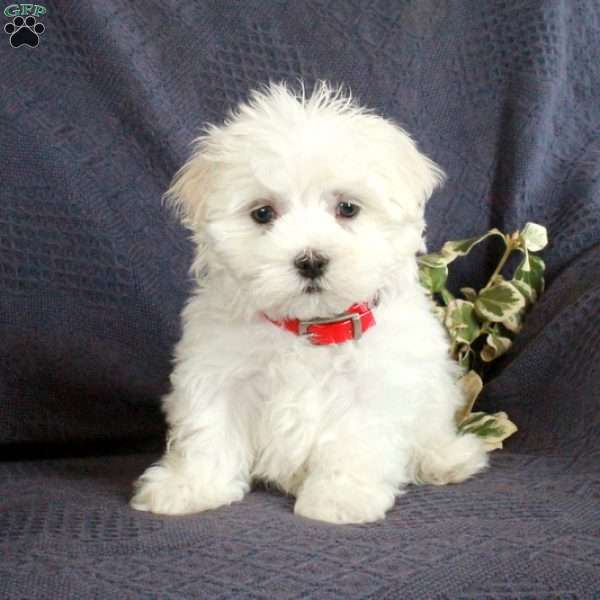 Ernie, Maltese Puppy