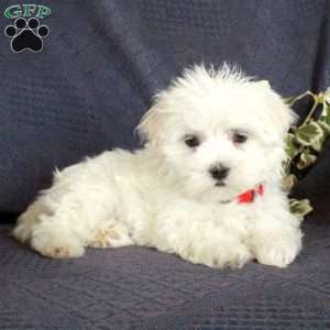 Ernie, Maltese Puppy