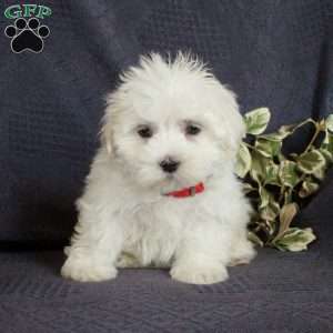 Ernie, Maltese Puppy