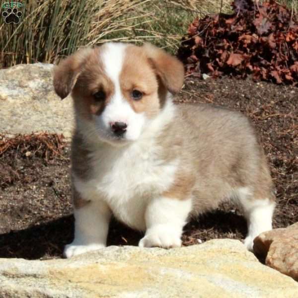 Esther, Pembroke Welsh Corgi Puppy