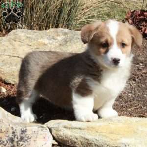 Esther, Pembroke Welsh Corgi Puppy