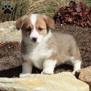 Esther, Pembroke Welsh Corgi Puppy