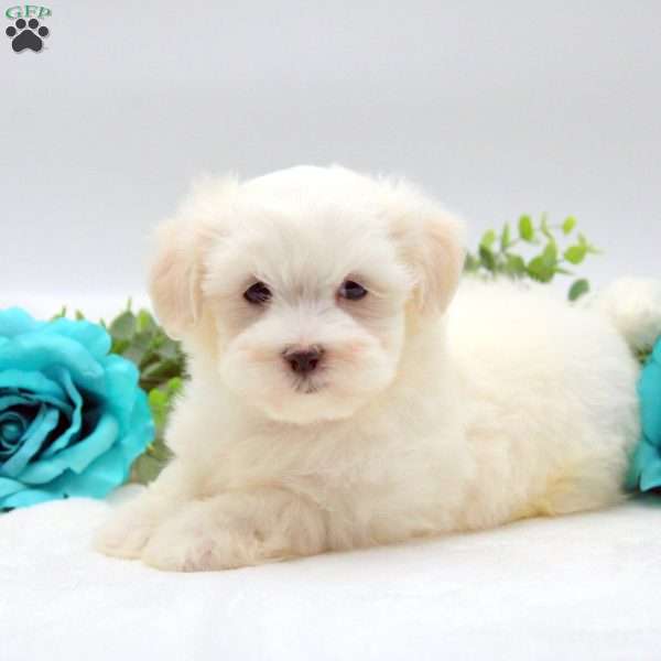 Ethan, Maltese Puppy