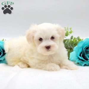 Ethan, Maltese Puppy