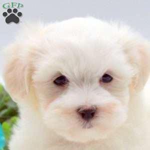 Ethan, Maltese Puppy