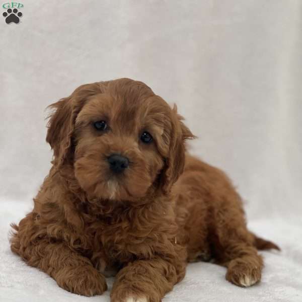 Ethan, Cavapoo Puppy