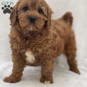 Ethan, Cavapoo Puppy