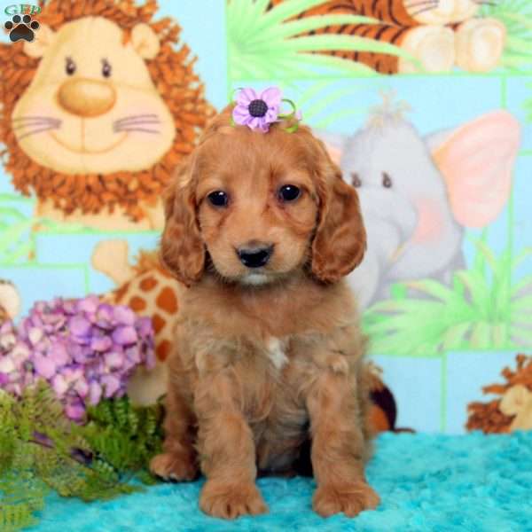 Evelyn, Cockapoo Puppy