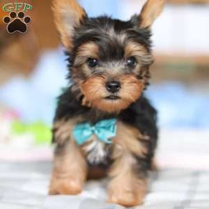 Everett, Yorkie Puppy