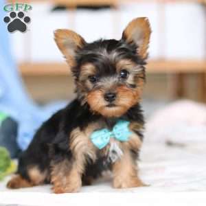 Everett, Yorkie Puppy