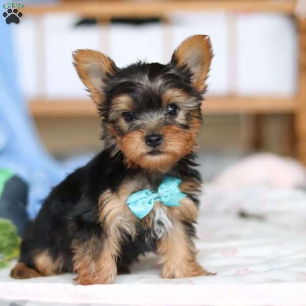 Everett, Yorkie Puppy