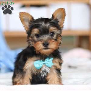 Everett, Yorkie Puppy