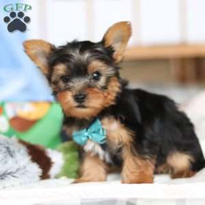 Everett, Yorkie Puppy