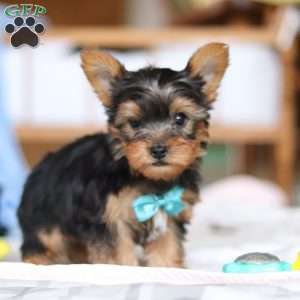 Everett, Yorkie Puppy