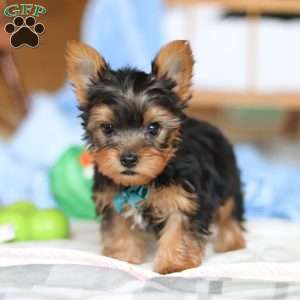 Everett, Yorkie Puppy