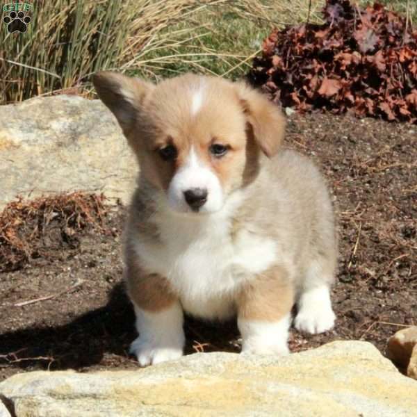 Evie, Pembroke Welsh Corgi Puppy