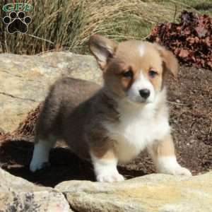 Evie, Pembroke Welsh Corgi Puppy