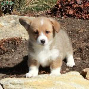 Evie, Pembroke Welsh Corgi Puppy