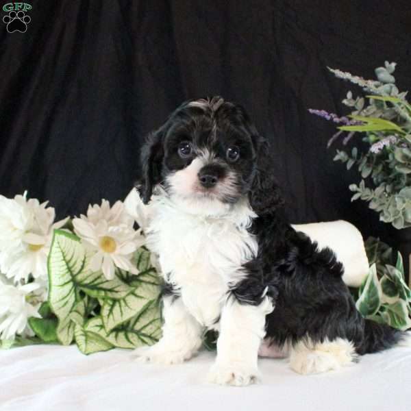 Ezekiel, Cavapoo Puppy