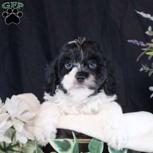 Ezekiel, Cavapoo Puppy