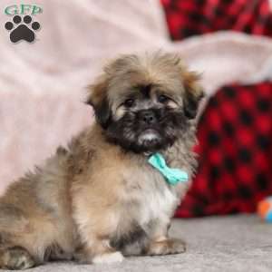 Ezra, Lhasa Apso Puppy