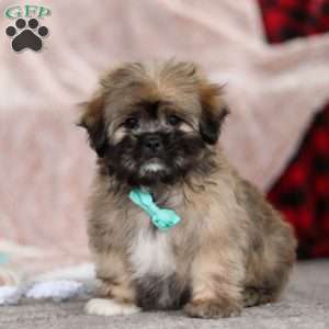 Ezra, Lhasa Apso Puppy