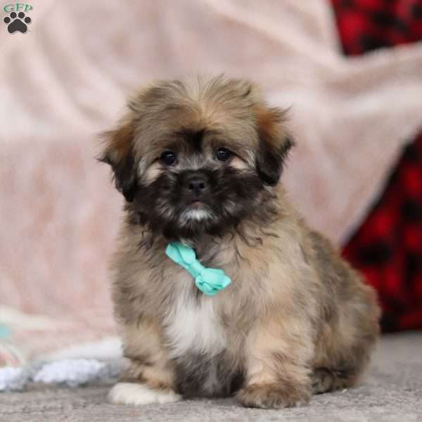 Ezra, Lhasa Apso Puppy