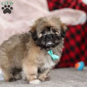 Ezra, Lhasa Apso Puppy