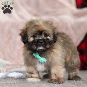 Ezra, Lhasa Apso Puppy