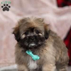 Ezra, Lhasa Apso Puppy