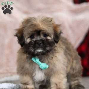 Ezra, Lhasa Apso Puppy