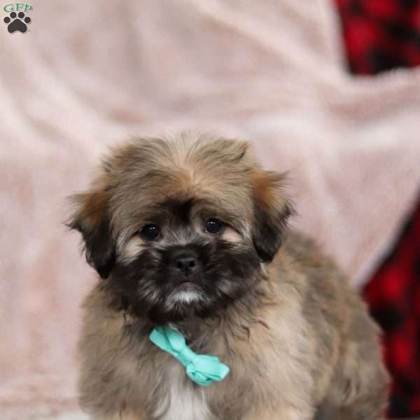 Ezra, Lhasa Apso Puppy