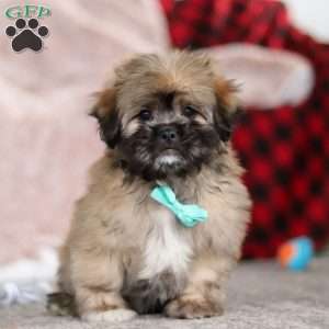 Ezra, Lhasa Apso Puppy