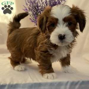 Bingo, Havanese Puppy